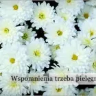 Przedsiębiorstwo 4 wizerunek POGOTOWIE USŁUG PORZĄDKOWYCHPROGRESS-2 w Katowice SL