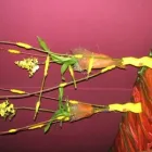 Przedsiębiorstwo 1 wizerunek PORANNA ROSA KWIACIARNIA URSZULA TOMASZEWSKA Kwiaciarnie w Przemyśl PK