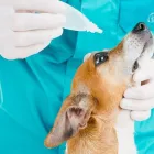 Przedsiębiorstwo 4 wizerunek PRZYCHODNIA WETERYNARYJNA PROVET S.C. Weterynaria - Usługi w Warszawa MZ