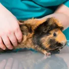 Przedsiębiorstwo 7 wizerunek PRZYCHODNIA WETERYNARYJNA PROVET S.C. Weterynaria - Usługi w Warszawa MZ