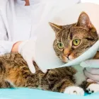 Przedsiębiorstwo 9 wizerunek PRZYCHODNIA WETERYNARYJNA PROVET S.C. Weterynaria - Usługi w Warszawa MZ