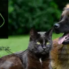 Przedsiębiorstwo 3 wizerunek PRZYCHODNIA ZALESIE - WETERYNARZ RZESZÓW w Rzeszów PK