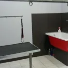 Przedsiębiorstwo 2 wizerunek PSI STYL Zwierzęta Domowe - Hodowla, Pielęgnacja, Tresura w Łódź LD