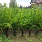 Przedsiębiorstwo 1 wizerunek SADZONKI.ORG Szkółki Hodowlane w Rybnik SL