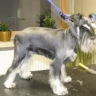 Przedsiębiorstwo 1 wizerunek SALON FRYZJERSKI DLA PSÓW OPOLE Zwierzęta Domowe - Hodowla, Pielęgnacja, Tresura w Opole OP