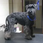 Przedsiębiorstwo 2 wizerunek SALON FRYZJERSKI DLA PSÓW OPOLE Zwierzęta Domowe - Hodowla, Pielęgnacja, Tresura w Opole OP