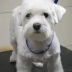 Przedsiębiorstwo 3 wizerunek SALON FRYZJERSKI DLA PSÓW OPOLE Zwierzęta Domowe - Hodowla, Pielęgnacja, Tresura w Opole OP