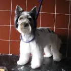 Przedsiębiorstwo 4 wizerunek SALON FRYZJERSKI DLA PSÓW OPOLE Zwierzęta Domowe - Hodowla, Pielęgnacja, Tresura w Opole OP