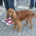 Przedsiębiorstwo 5 wizerunek SALON FRYZJERSKI DLA PSÓW OPOLE Zwierzęta Domowe - Hodowla, Pielęgnacja, Tresura w Opole OP