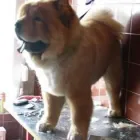 Przedsiębiorstwo 7 wizerunek SALON FRYZJERSKI DLA PSÓW OPOLE Zwierzęta Domowe - Hodowla, Pielęgnacja, Tresura w Opole OP