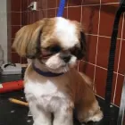 Przedsiębiorstwo 8 wizerunek SALON FRYZJERSKI DLA PSÓW OPOLE Zwierzęta Domowe - Hodowla, Pielęgnacja, Tresura w Opole OP