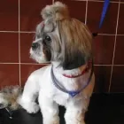 Przedsiębiorstwo 9 wizerunek SALON FRYZJERSKI DLA PSÓW OPOLE Zwierzęta Domowe - Hodowla, Pielęgnacja, Tresura w Opole OP