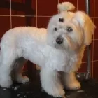 Przedsiębiorstwo 10 wizerunek SALON FRYZJERSKI DLA PSÓW OPOLE Zwierzęta Domowe - Hodowla, Pielęgnacja, Tresura w Opole OP