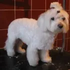 Przedsiębiorstwo 11 wizerunek SALON FRYZJERSKI DLA PSÓW OPOLE Zwierzęta Domowe - Hodowla, Pielęgnacja, Tresura w Opole OP