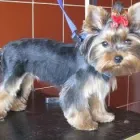 Przedsiębiorstwo 12 wizerunek SALON FRYZJERSKI DLA PSÓW OPOLE Zwierzęta Domowe - Hodowla, Pielęgnacja, Tresura w Opole OP