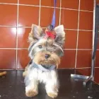 Przedsiębiorstwo 13 wizerunek SALON FRYZJERSKI DLA PSÓW OPOLE Zwierzęta Domowe - Hodowla, Pielęgnacja, Tresura w Opole OP