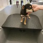 Przedsiębiorstwo 3 wizerunek SALON GROOMERSKI ŚWIAT ZWIERZĄT Zwierzęta Domowe - Hodowla, Pielęgnacja, Tresura w Rybnik SL