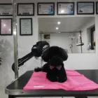 Przedsiębiorstwo 2 wizerunek SALON URODY PSIEJ STRZYŻENIE PSÓW Zwierzęta Domowe - Hodowla, Pielęgnacja, Tresura w Wieliczka MA