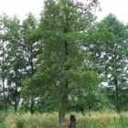Przedsiębiorstwo 2 wizerunek SELVA PRACOWNIA ARCHITEKTURY KRAJOBRAZU Ogrody, Tereny Zieleni - Projektowanie, Utrzymanie w Wrocław DS