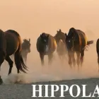 Przedsiębiorstwo 27 wizerunek SKLEP JEŹDZIECKI HIPPOLAND - WWW.HIPPOLAND.COM.PL Kategoria w Łódź LD