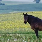 Przedsiębiorstwo 34 wizerunek SKLEP JEŹDZIECKI HIPPOLAND - WWW.HIPPOLAND.COM.PL Kategoria w Łódź LD