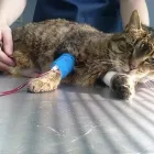 Przedsiębiorstwo 4 wizerunek SPECJALISTYCZNA PRZYCHODNIA WETERYNARYJNA AKACJOWA LEK. WET. JAROSŁAW KOPCIAŁ Zoologiczne Sklepy w Kiełczów DS