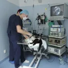 Przedsiębiorstwo 7 wizerunek SPECJALISTYCZNA PRZYCHODNIA WETERYNARYJNA AKACJOWA LEK. WET. JAROSŁAW KOPCIAŁ Zoologiczne Sklepy w Kiełczów DS