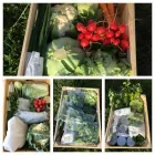 Przedsiębiorstwo 7 wizerunek TOCZYGROSZEK Zdrowa Żywność w Pruszcz Gdański PM