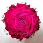 Przedsiębiorstwo 13 wizerunek TOPFLORIST STUDIO FLORYSTYCZNO - DEKORATORSKIE Ślubne Usługi w Lublin LU