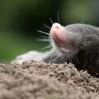 Przedsiębiorstwo 1 wizerunek VERMIN - ZWALCZANIE SZKODNIKÓW DREWNA, USŁUGI DDD Kategoria w Łódź LD