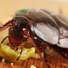 Przedsiębiorstwo 2 wizerunek VERMIN - ZWALCZANIE SZKODNIKÓW DREWNA, USŁUGI DDD Kategoria w Łódź LD