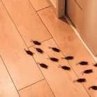 Przedsiębiorstwo 4 wizerunek VERMIN - ZWALCZANIE SZKODNIKÓW DREWNA, USŁUGI DDD Kategoria w Łódź LD