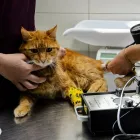 Przedsiębiorstwo 2 wizerunek WETERYNARZ ANIMAL CENTER KLINIKA WETERYNARYJNA Weterynaria - Usługi w Warszawa MZ