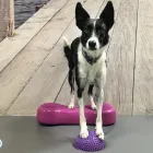 Przedsiębiorstwo 3 wizerunek WETERYNARZ ANIMAL CENTER KLINIKA WETERYNARYJNA Weterynaria - Usługi w Warszawa MZ