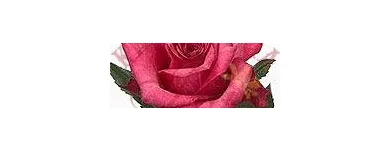 Przedsiębiorstwo 5 wizerunek AA KWIACIARNIA INTERNETOWA IZA Kwiaciarnie w Gliwice SL