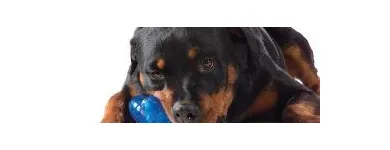 Przedsiębiorstwo 1 wizerunek ALL4PETS Zoologiczne Sklepy w Wrocław DS