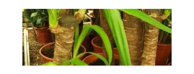 Przedsiębiorstwo 1 wizerunek BOTANICO Ogrodnicze Artykuły, Sprzęt w Warszawa MZ