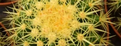 Przedsiębiorstwo 2 wizerunek BOTANICO Ogrodnicze Artykuły, Sprzęt w Warszawa MZ