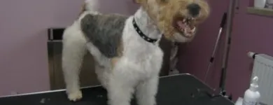 Przedsiębiorstwo 19 wizerunek DORAVET S.C. LECZNICA WETERYNARYJNA I SALON PSIEJ URODY Weterynaria - Usługi w Warszawa MZ