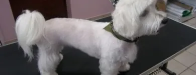 Przedsiębiorstwo 20 wizerunek DORAVET S.C. LECZNICA WETERYNARYJNA I SALON PSIEJ URODY Weterynaria - Usługi w Warszawa MZ