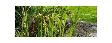 Przedsiębiorstwo 11 wizerunek GARDEN & PLEASURE PRACOWNIA SZTUKI OGRODOWEJ Ogrody, Tereny Zieleni - Projektowanie, Utrzymanie w Warszawa MZ