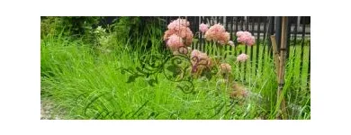 Przedsiębiorstwo 18 wizerunek GARDEN & PLEASURE PRACOWNIA SZTUKI OGRODOWEJ Ogrody, Tereny Zieleni - Projektowanie, Utrzymanie w Warszawa MZ