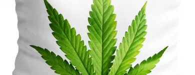 Przedsiębiorstwo 14 wizerunek KING OF THE BONGO Sportowa Odzież, Obuwie w Wrocław DS