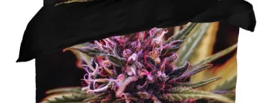 Przedsiębiorstwo 18 wizerunek KING OF THE BONGO Sportowa Odzież, Obuwie w Wrocław DS