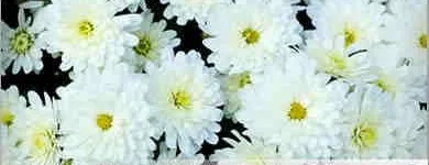 Przedsiębiorstwo 4 wizerunek POGOTOWIE USŁUG PORZĄDKOWYCHPROGRESS-2 w Katowice SL