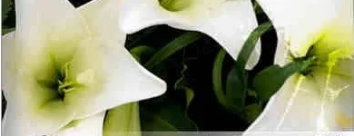 Przedsiębiorstwo 12 wizerunek POGOTOWIE USŁUG PORZĄDKOWYCHPROGRESS-2 w Katowice SL