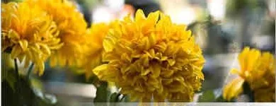 Przedsiębiorstwo 14 wizerunek POGOTOWIE USŁUG PORZĄDKOWYCHPROGRESS-2 w Katowice SL