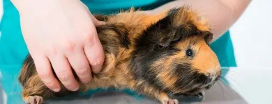 Przedsiębiorstwo 7 wizerunek PRZYCHODNIA WETERYNARYJNA PROVET S.C. Weterynaria - Usługi w Warszawa MZ