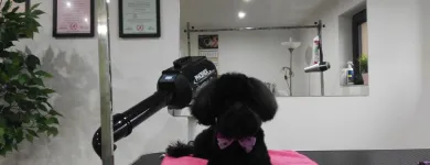 Przedsiębiorstwo 2 wizerunek SALON URODY PSIEJ STRZYŻENIE PSÓW Zwierzęta Domowe - Hodowla, Pielęgnacja, Tresura w Wieliczka MA