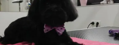 Przedsiębiorstwo 3 wizerunek SALON URODY PSIEJ STRZYŻENIE PSÓW Zwierzęta Domowe - Hodowla, Pielęgnacja, Tresura w Wieliczka MA
